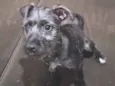 Lua