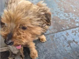 Cachorro raça SRD-ViraLata idade 6 ou mais anos nome Bidu
