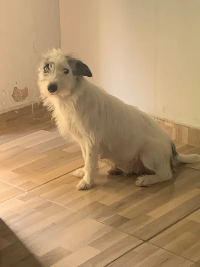 Cachorro raça SRD-ViraLata idade 1 ano nome Coloquei como princesa 