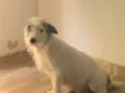Coloquei como princesa 