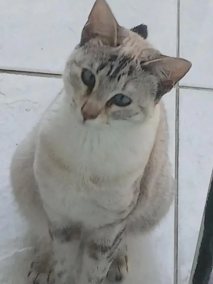 Gato raça SRD-ViraLata idade 1 ano nome miti