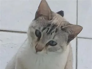Gato raça SRD-ViraLata idade 1 ano nome miti