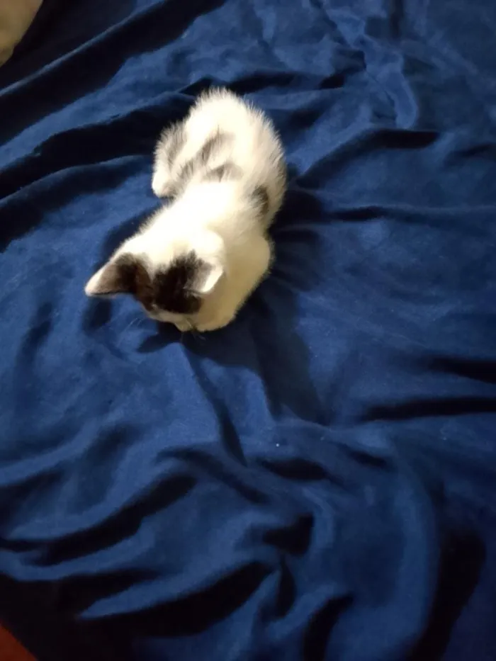 Gato raça SRD-ViraLata idade Abaixo de 2 meses nome sem nome 