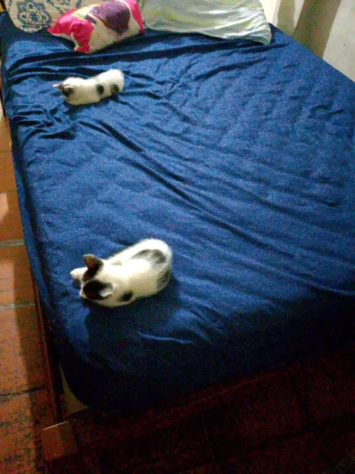 Gato raça SRD-ViraLata idade Abaixo de 2 meses nome sem nome 