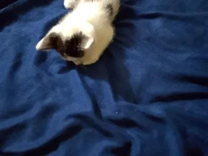 Gato raça SRD-ViraLata idade Abaixo de 2 meses nome sem nome 