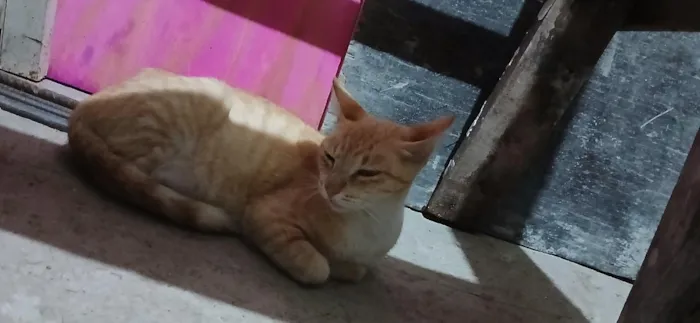 Gato raça SRD-ViraLata idade 1 ano nome Mel