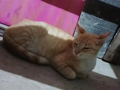 Gato raça SRD-ViraLata idade 1 ano nome Mel