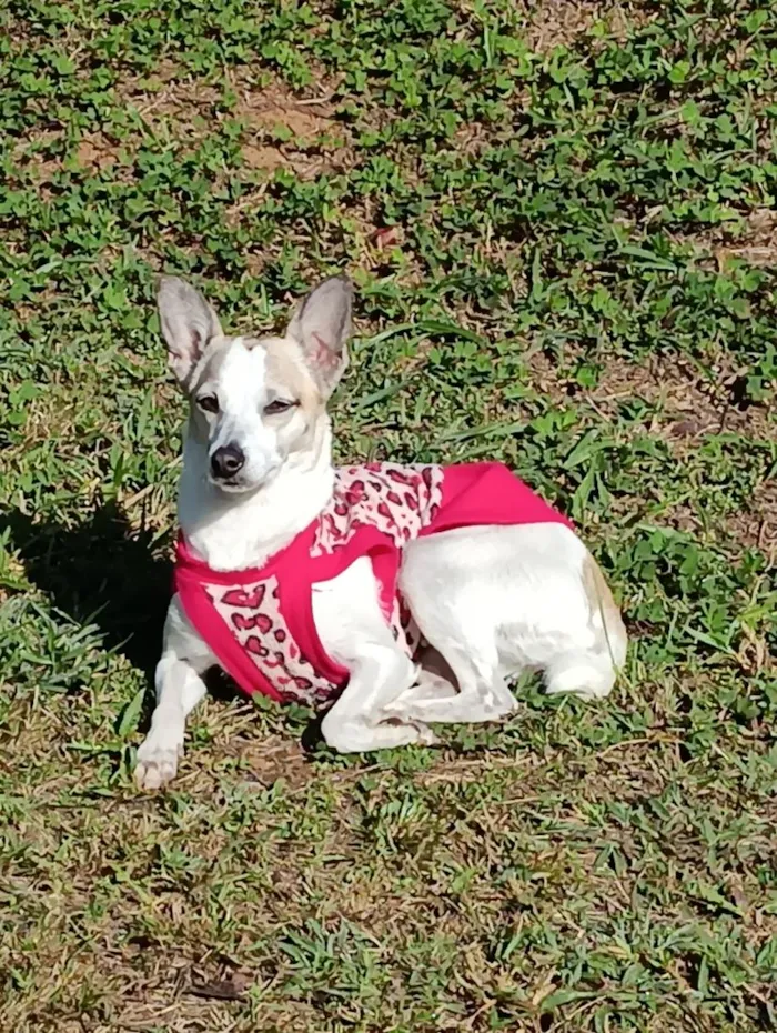 Cachorro raça SRD-ViraLata idade 4 anos nome DOROTHY