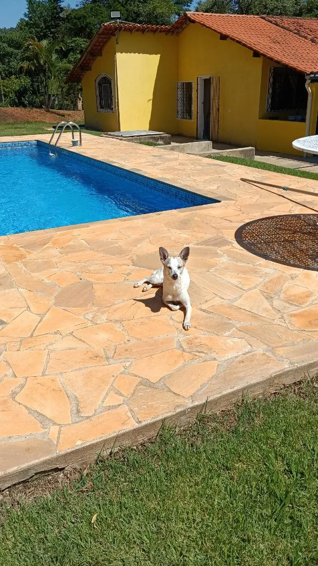 Cachorro raça SRD-ViraLata idade 4 anos nome DOROTHY
