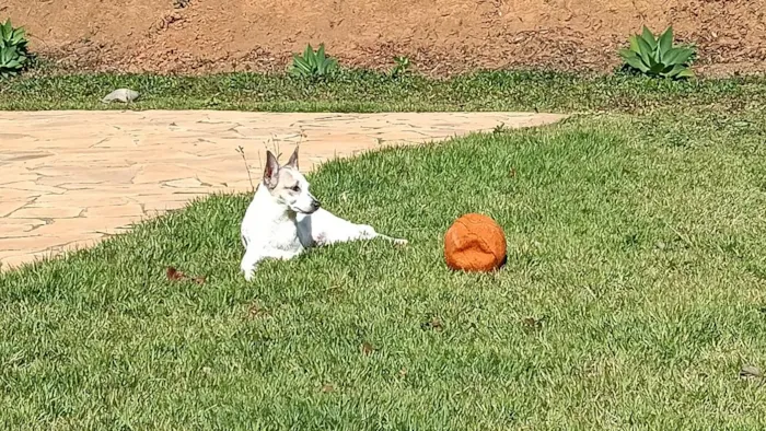 Cachorro raça SRD-ViraLata idade 4 anos nome DOROTHY