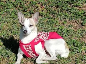 Cachorro raça SRD-ViraLata idade 4 anos nome DOROTHY