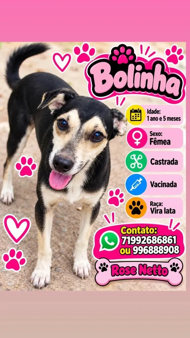 Cachorro raça SRD-ViraLata idade 1 ano nome Bolinha