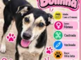 Bolinha