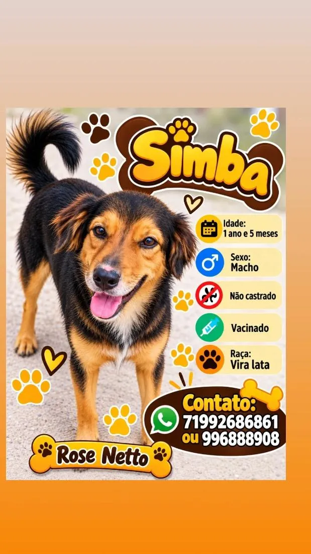 Cachorro raça SRD-ViraLata idade 1 ano nome Simba