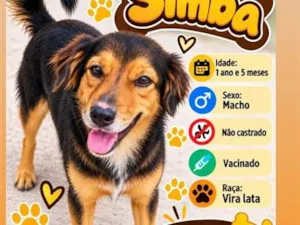 Cachorro raça SRD-ViraLata idade 1 ano nome Simba