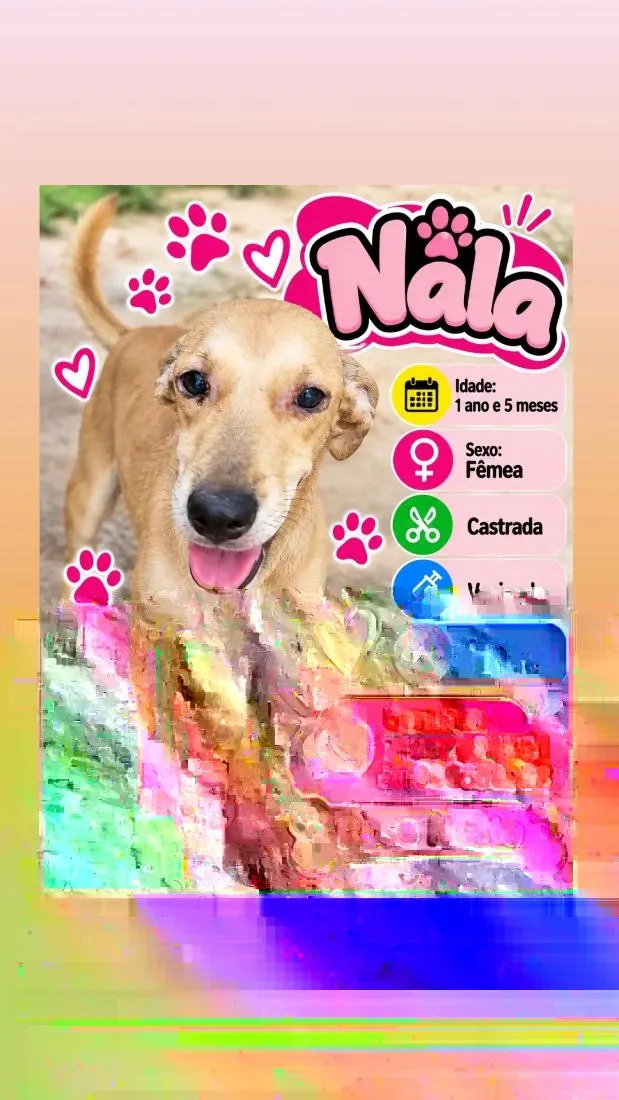 Cachorro raça SRD-ViraLata idade 1 ano nome Nala