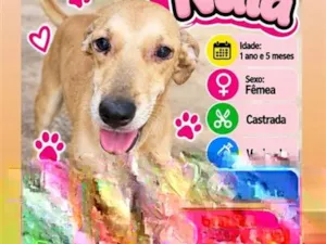 Cachorro raça SRD-ViraLata idade 1 ano nome Nala