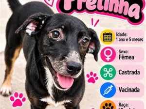 Cachorro raça SRD-ViraLata idade 1 ano nome Pretinha