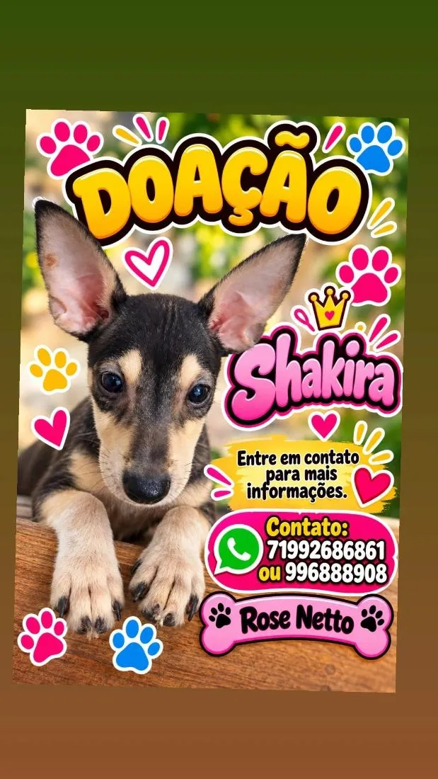 Cachorro raça SRD-ViraLata idade 2 a 6 meses nome Shakira