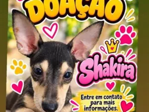 Cachorro raça SRD-ViraLata idade 2 a 6 meses nome Shakira