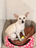 Maya