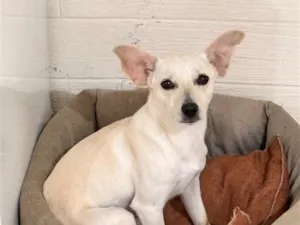 Cachorro raça SRD-ViraLata idade 1 ano nome Maya