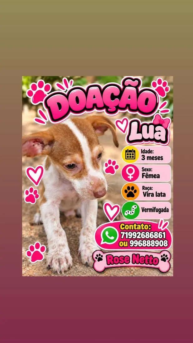 Cachorro raça SRD-ViraLata idade 2 a 6 meses nome Lua