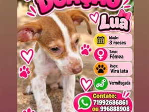 Cachorro raça SRD-ViraLata idade 2 a 6 meses nome Lua