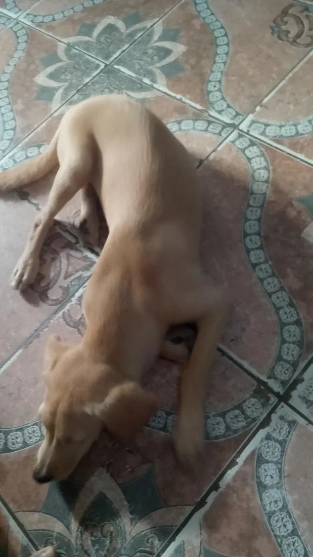 Cachorro raça SRD-ViraLata idade 2 a 6 meses nome Sírius 