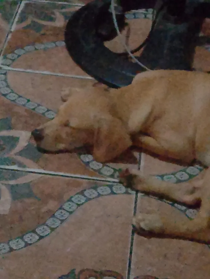 Cachorro raça SRD-ViraLata idade 2 a 6 meses nome Sírius 