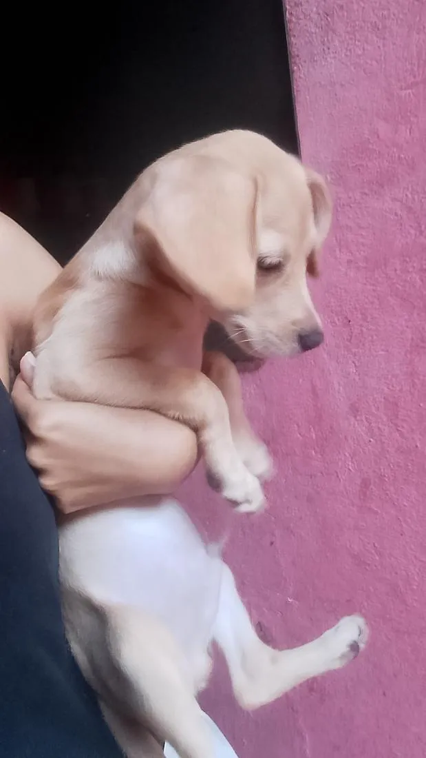 Cachorro raça SRD-ViraLata idade 2 a 6 meses nome Sírius 