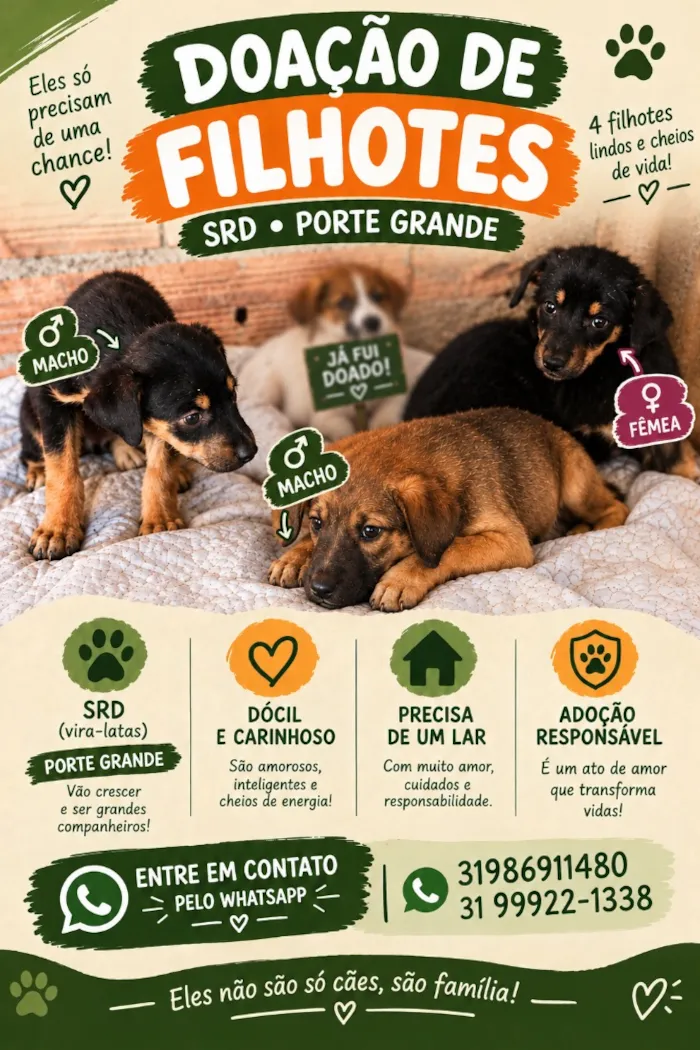 Cachorro raça SRD-ViraLata idade 2 a 6 meses nome Sem nome 