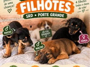 Cachorro raça SRD-ViraLata idade 2 a 6 meses nome Sem nome 