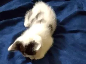 Gato raça SRD-ViraLata idade Abaixo de 2 meses nome sem nome 