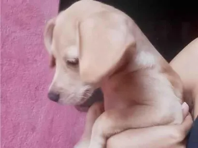Cachorro raça SRD-ViraLata idade 2 a 6 meses nome Sírius 