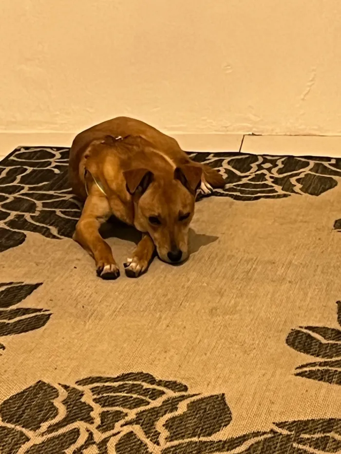 Cachorro raça SRD-ViraLata idade 7 a 11 meses nome Princesa