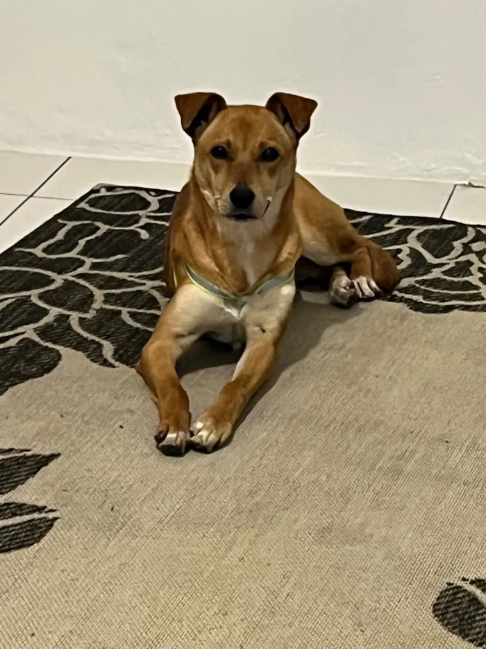Cachorro raça SRD-ViraLata idade 7 a 11 meses nome Princesa