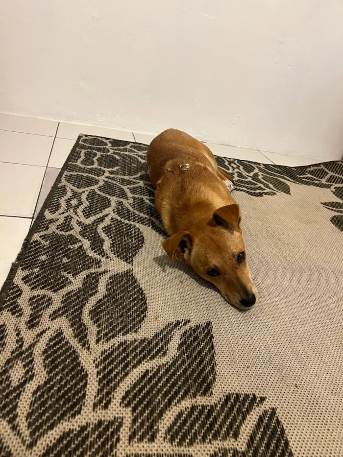 Cachorro raça SRD-ViraLata idade 7 a 11 meses nome Princesa