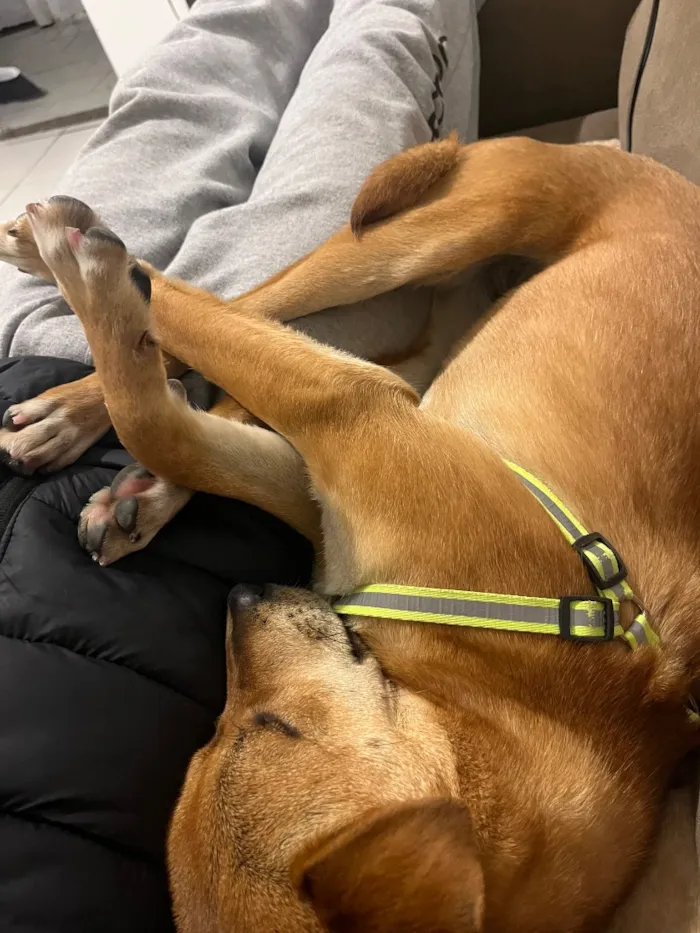 Cachorro raça SRD-ViraLata idade 7 a 11 meses nome Princesa