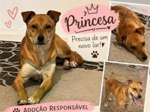 Cachorro raça SRD-ViraLata idade 7 a 11 meses nome Princesa