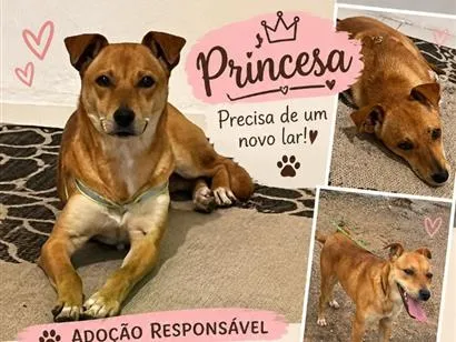 Cachorro raça SRD-ViraLata idade 7 a 11 meses nome Princesa