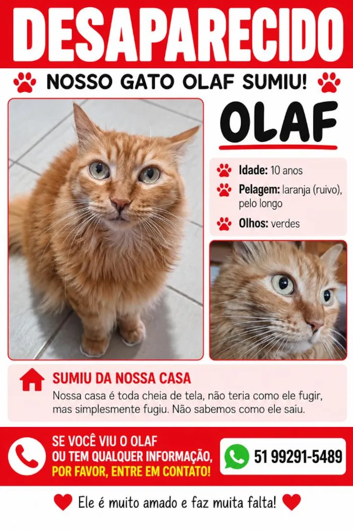 Gato raça SRD-ViraLata idade 6 ou mais anos nome Olaf