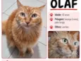 Olaf