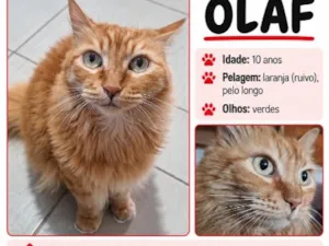 Gato raça SRD-ViraLata idade 6 ou mais anos nome Olaf