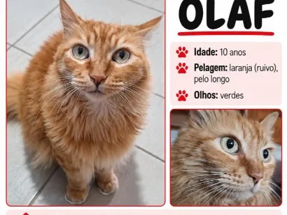 Gato raça SRD-ViraLata idade 6 ou mais anos nome Olaf