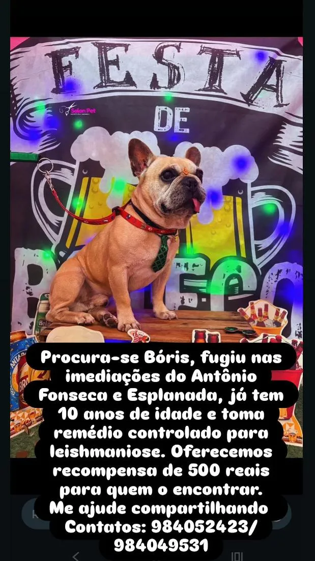 Cachorro raça SRD-ViraLata idade 6 ou mais anos nome Bóris