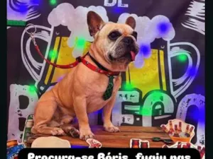 Cachorro raça SRD-ViraLata idade 6 ou mais anos nome Bóris