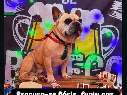 Cachorro raça SRD-ViraLata idade 6 ou mais anos nome Bóris