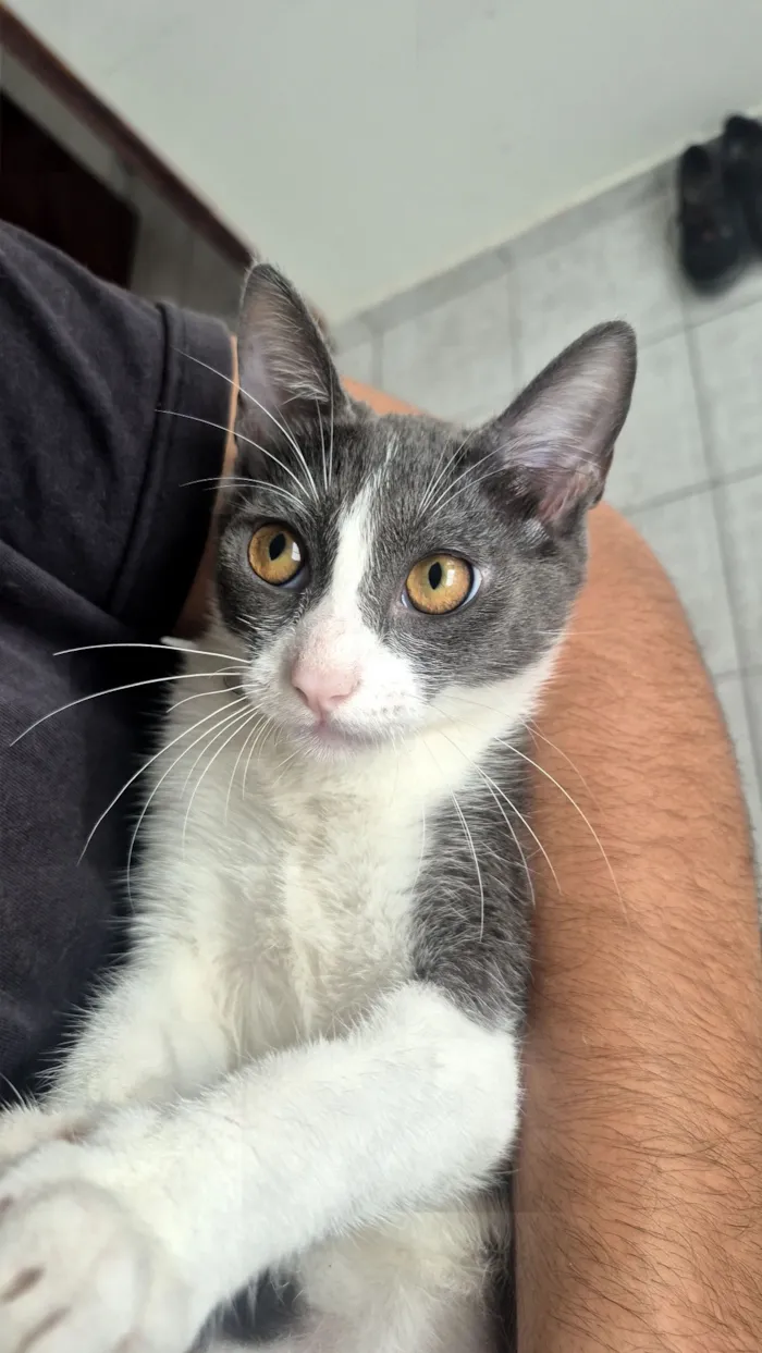 Gato raça SRD-ViraLata idade 2 a 6 meses nome Esdeath
