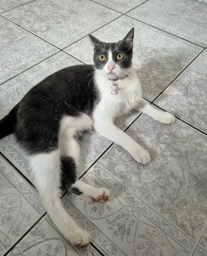 Gato raça SRD-ViraLata idade 2 a 6 meses nome Esdeath